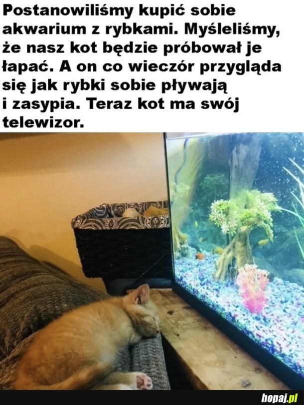 Telewizor dla kota