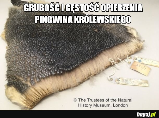 Grube i gęste 