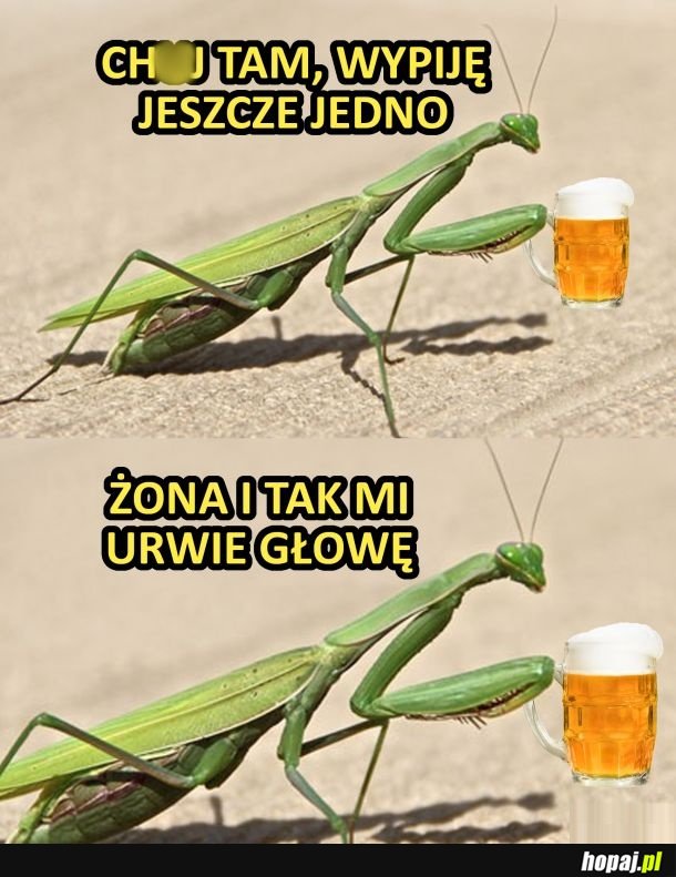 Nie ma co sobie żałować