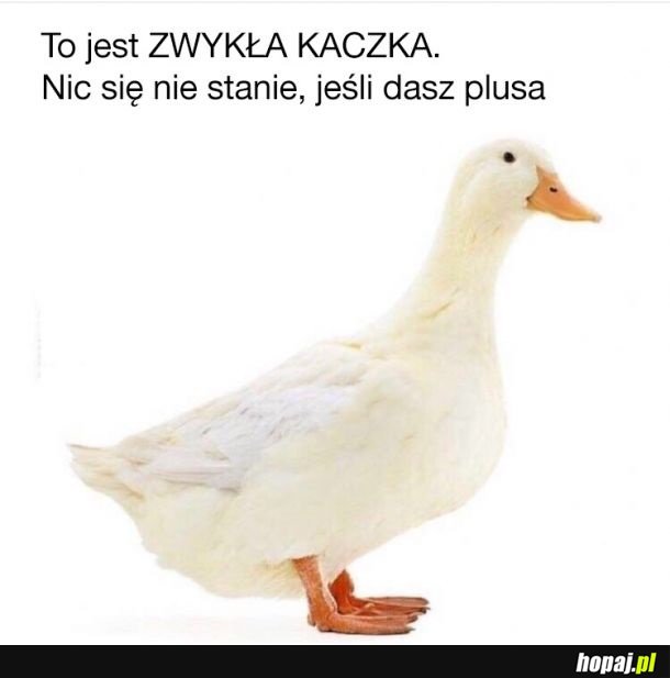 Zwykła kaczka