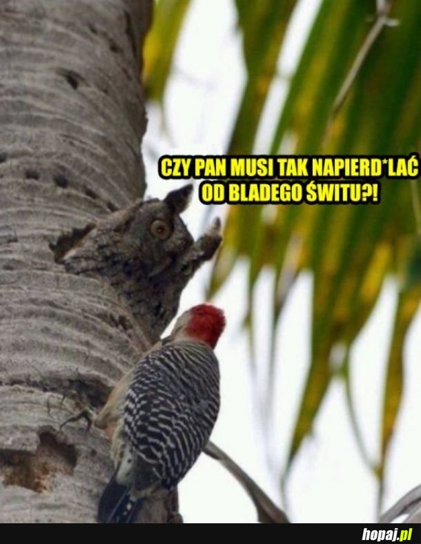 Natręt