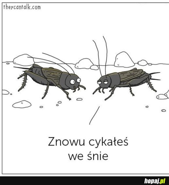 ŚWIERSZCZYKI