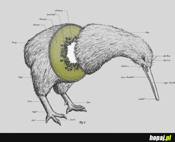 ANATOMIA KIWI