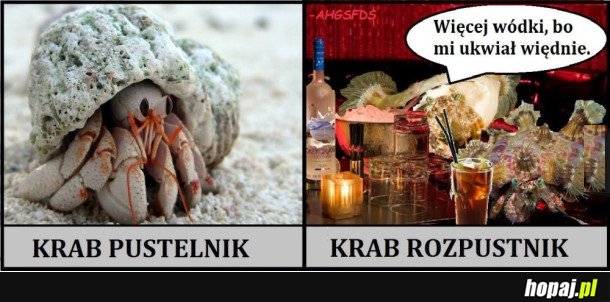 KRAB PUSTELNIK VS KRAB ROZPUSTNIK