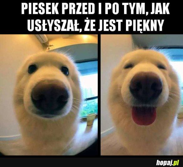 PIESEK, KTÓRY WIE, ŻE JEST PIĘKNY