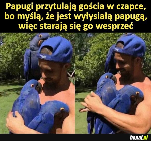 Wsparcie