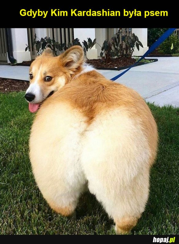 Kim Corgdashian