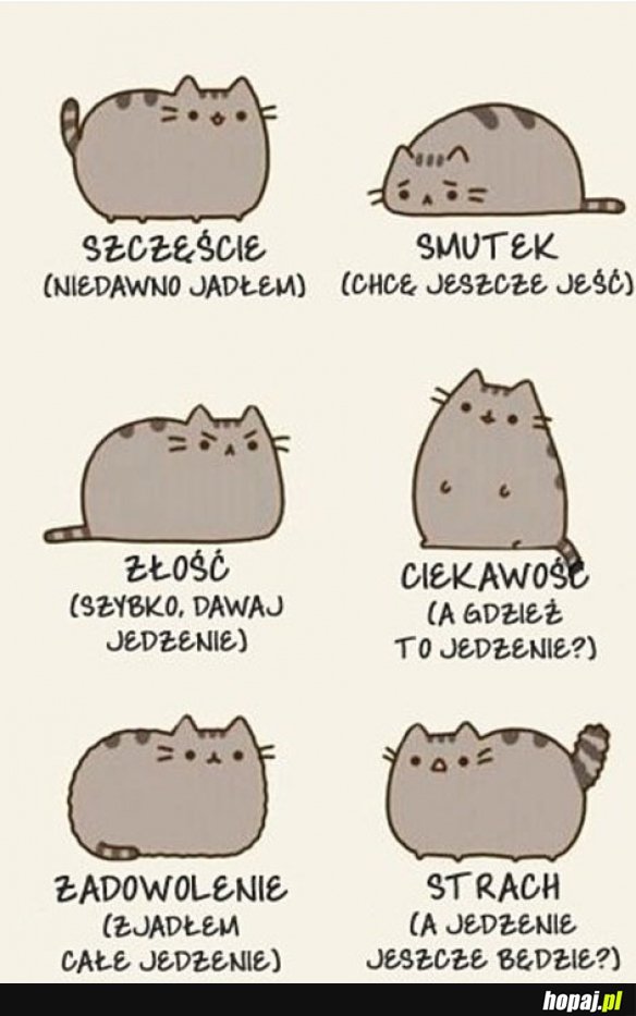 Emocje kota