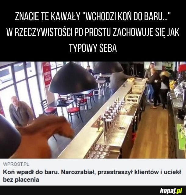 Wchodzi koń do baru...