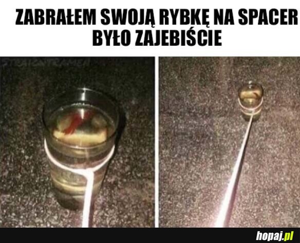 Z RYBĄ NA SPACER