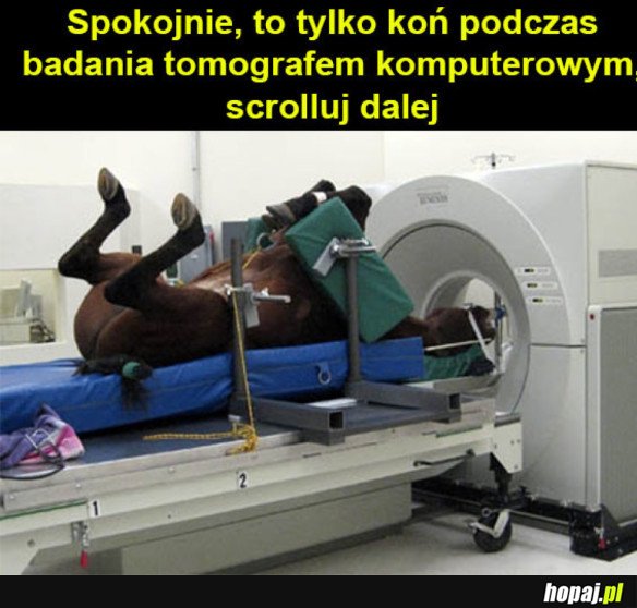 SPOKOJNIE ZIOMECZKI!