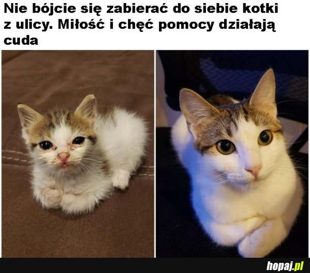 Bezdomniaczki