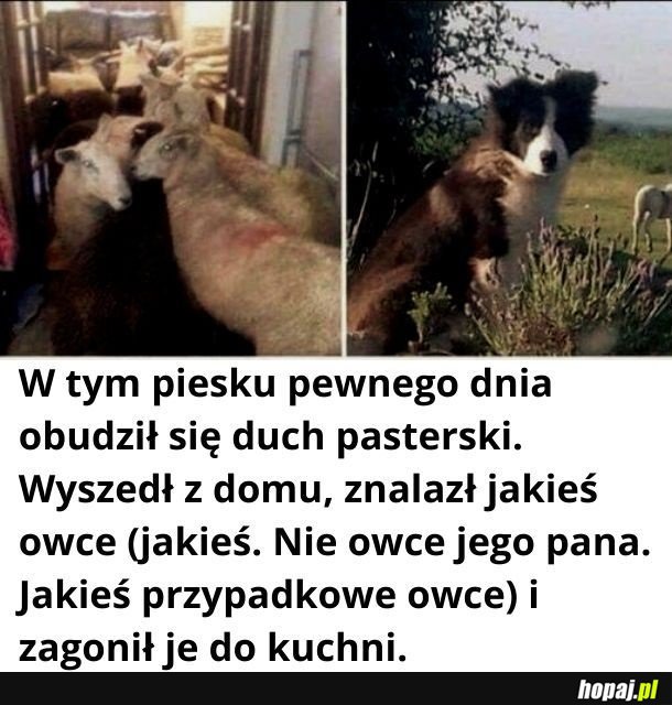 Lepszej historii dzisiaj nie uświadczysz