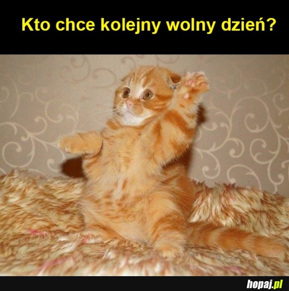Wolny dzień