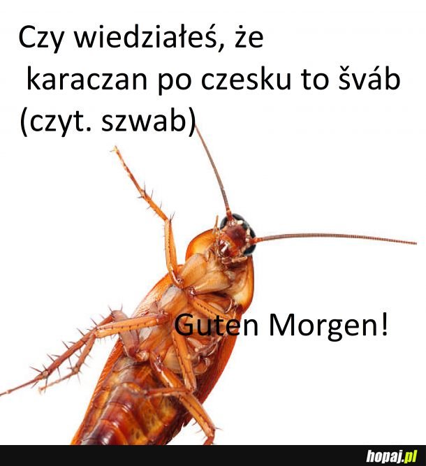 Szwab