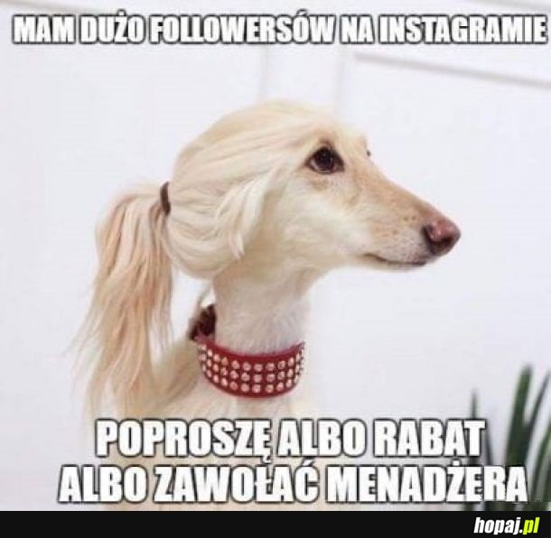 Mam dużo followersów