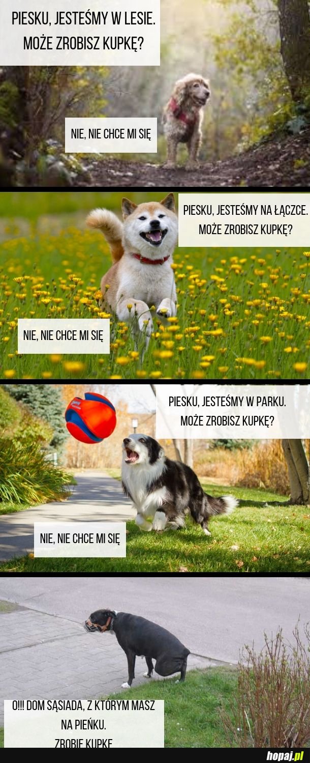 Pieseły tak mają