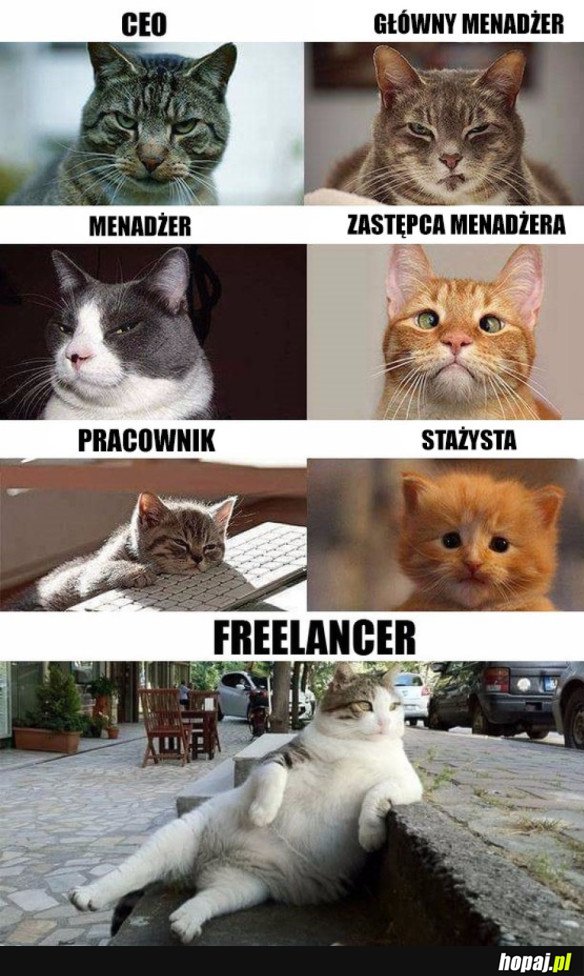 KOTY BIZNESU