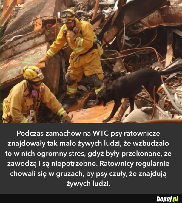Psy ratownicze