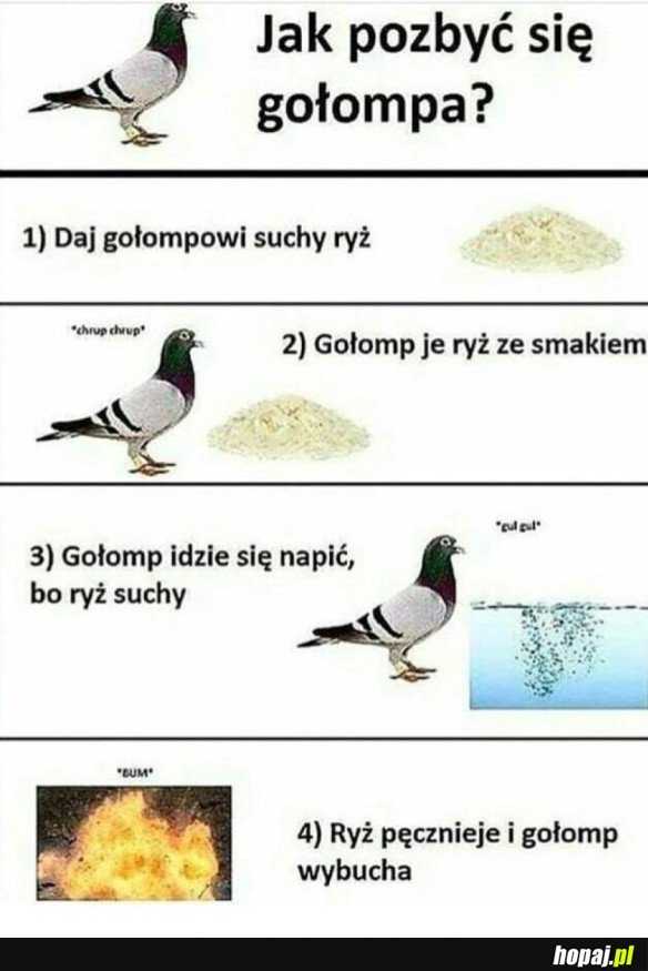 BIEDNY GOŁOMP