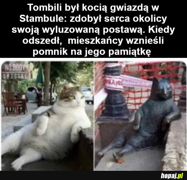 Kotek Tombili z Turcji
