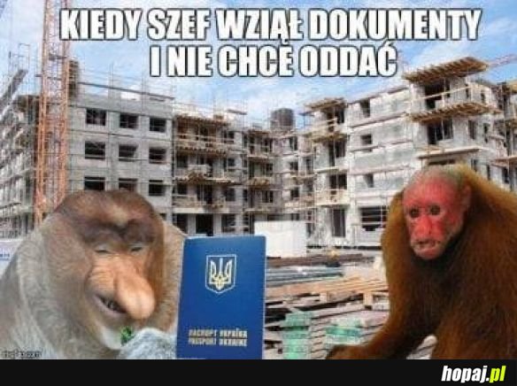 Szef