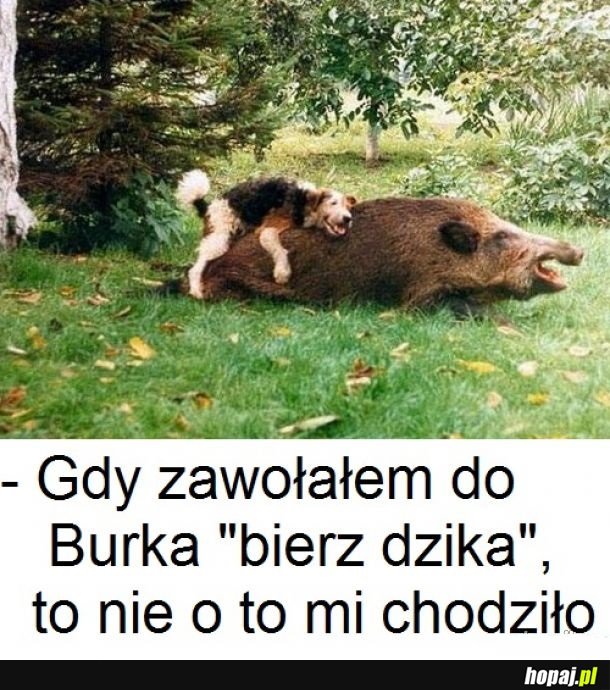 Nieporozumienie