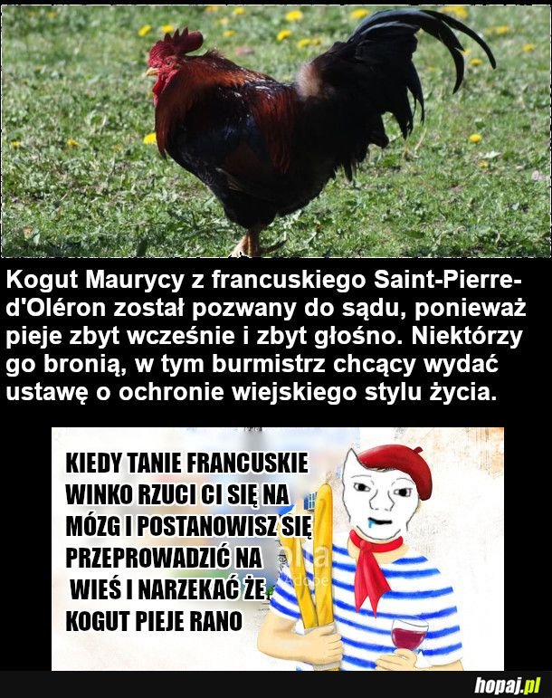 francuzi tacy logiczni