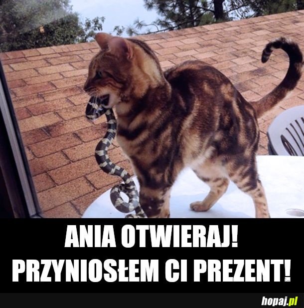 Kiedy kot cie kocha