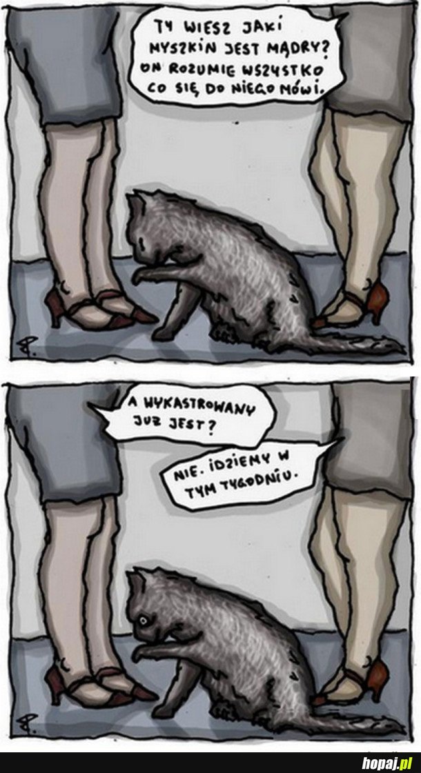 JAK ZAGINĄŁ KOT