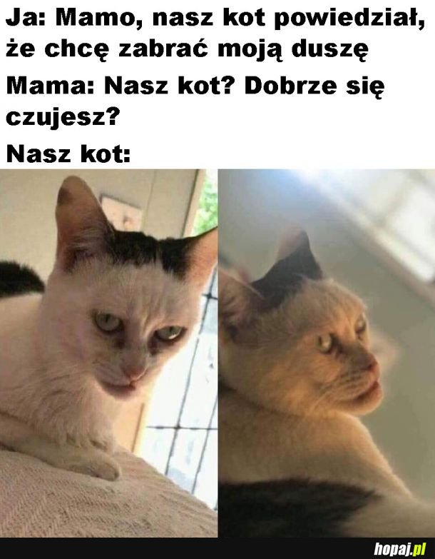 Milusi kotek