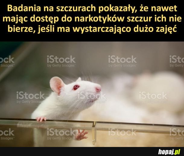 Badani na szczurach