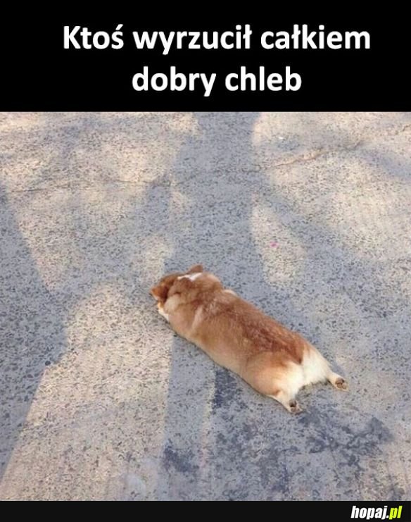 Dobry chlebek