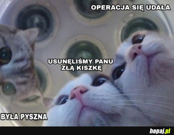 KITKU PRZEPROWADZIŁY OPERACJE