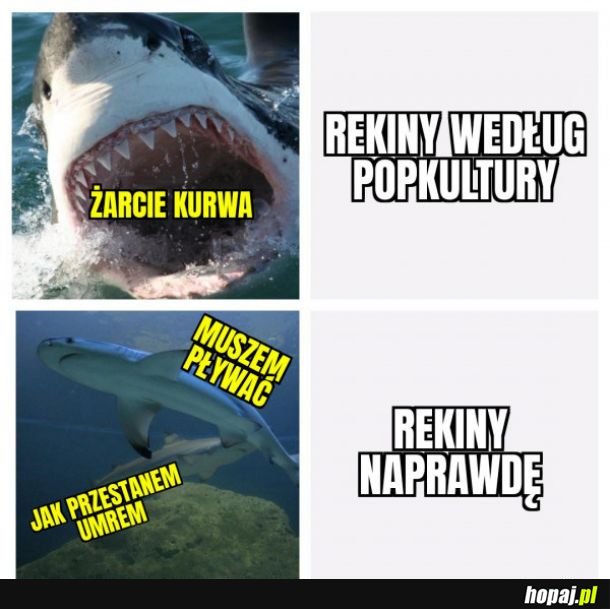 Rekiny