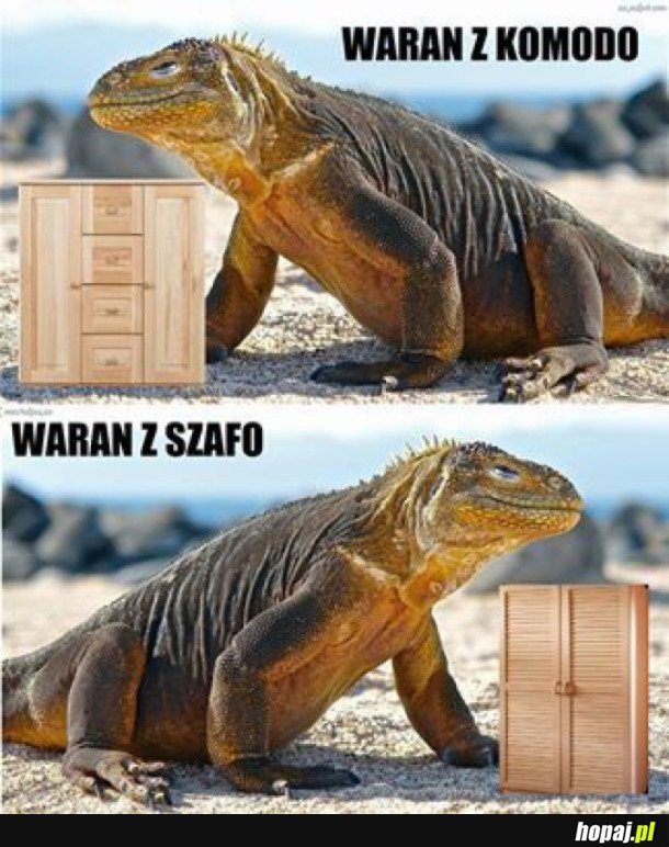 Waran Z Komodo Hopaj Pl