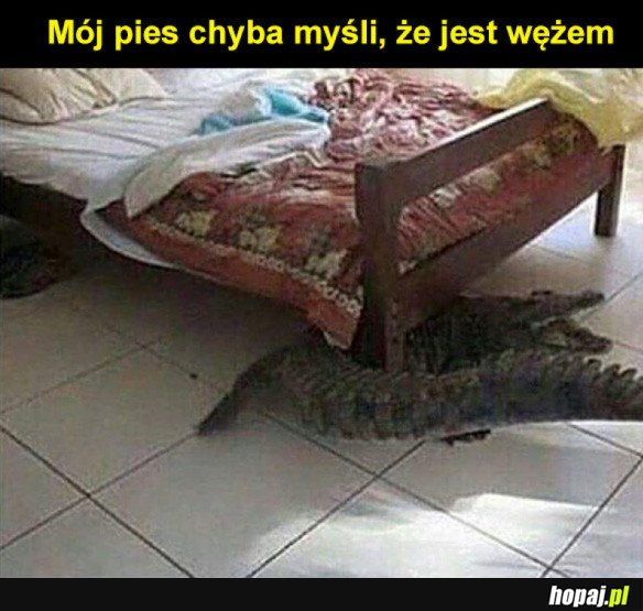 Dziwny pieseł