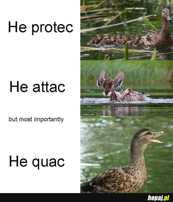 HE PROTECC