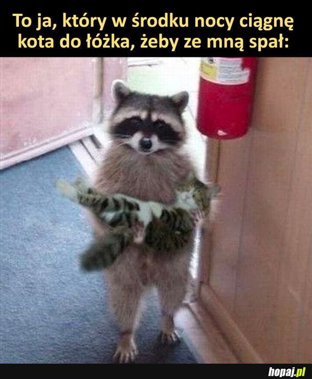 Towarzysz