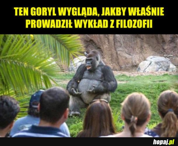 Mądry goryl