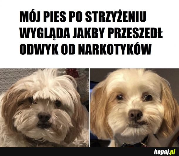 Groomer zdziała cuda