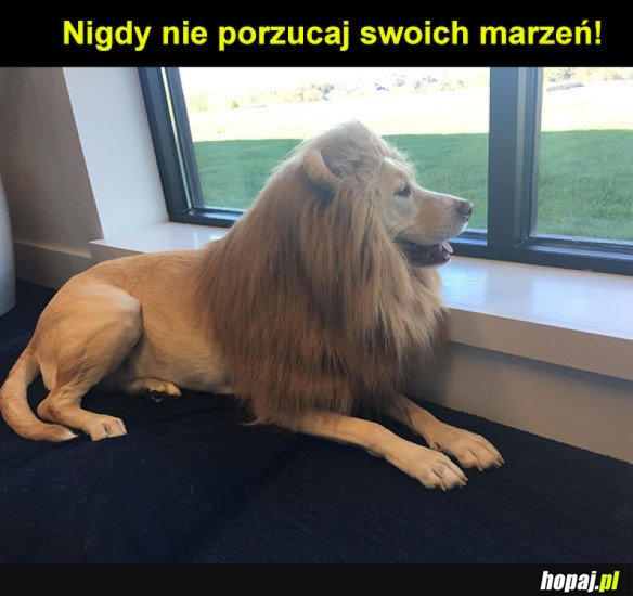 Nigdy się nie poddawaj