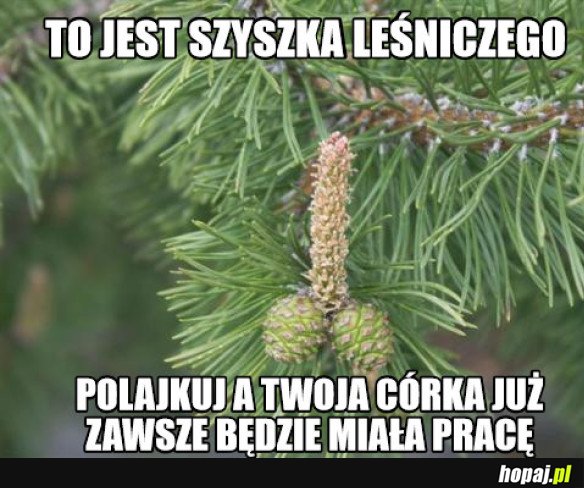 SZYSZKA LEŚNICZEGO