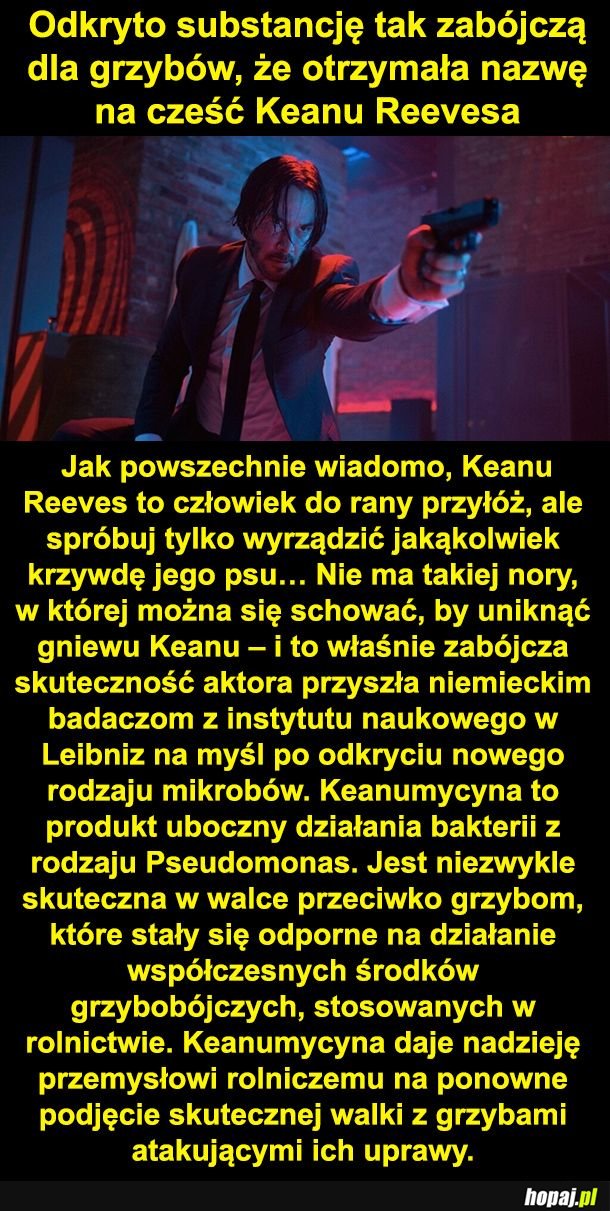 Czy to na pewno komplement?