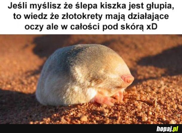 Złotokret