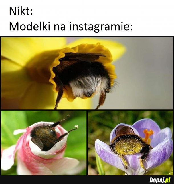 Trzmiele instagramerki