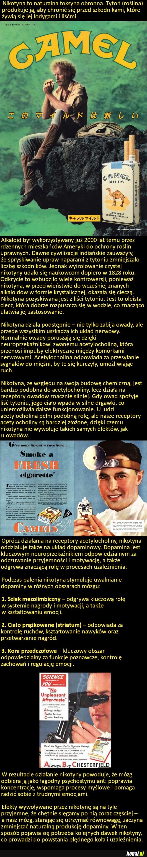 Jak działa nikotyna?