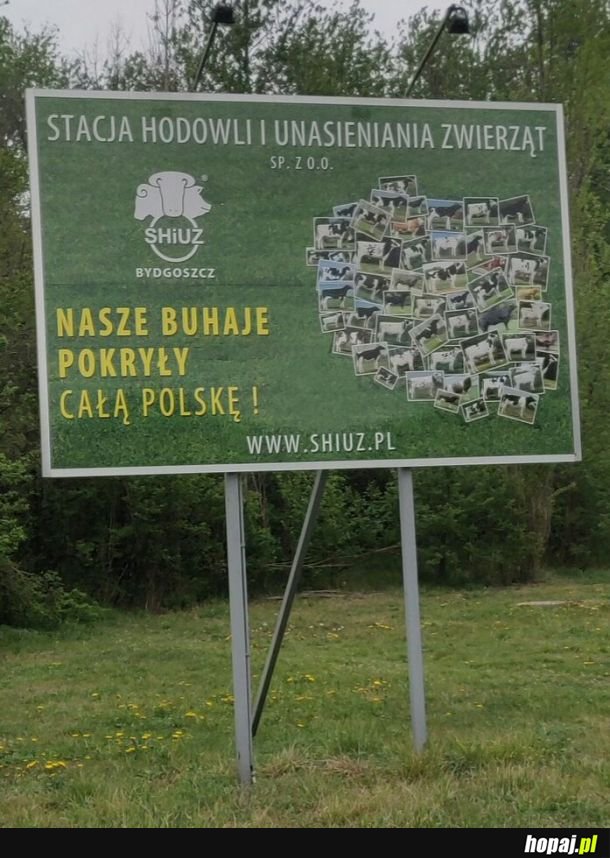 Mają rozmach, skur...czyByki 