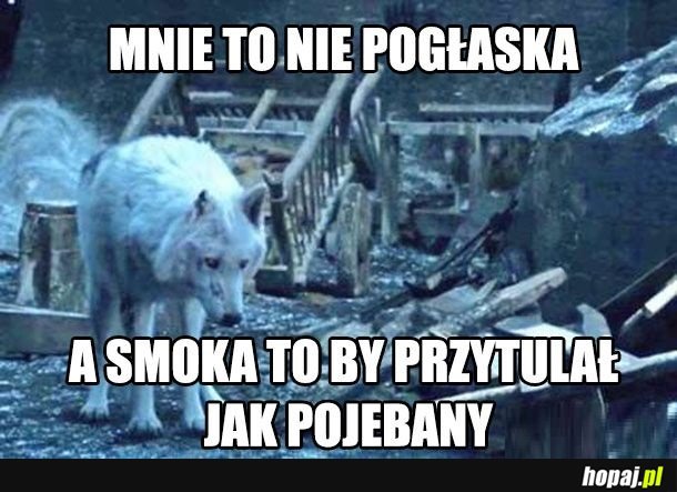 Biedny piesek