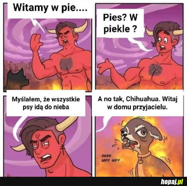 Małe pieski